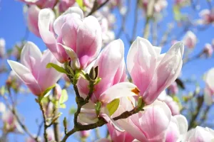 Magnolia 